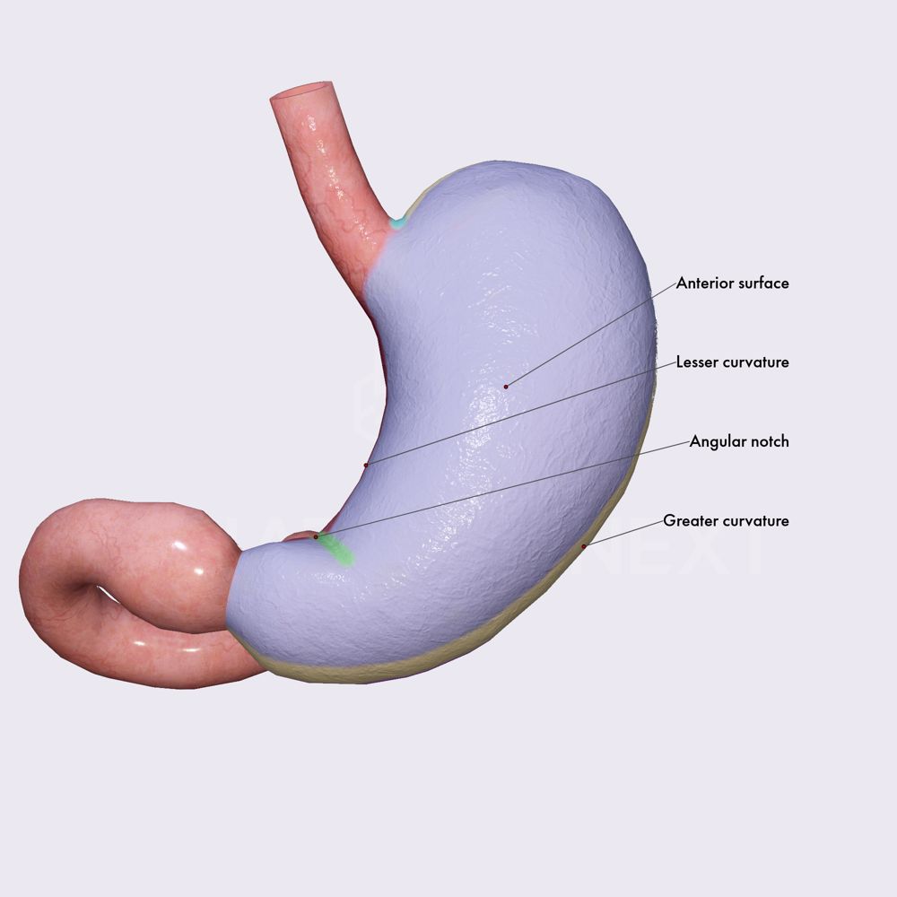 Stomach curvatures and surfaces