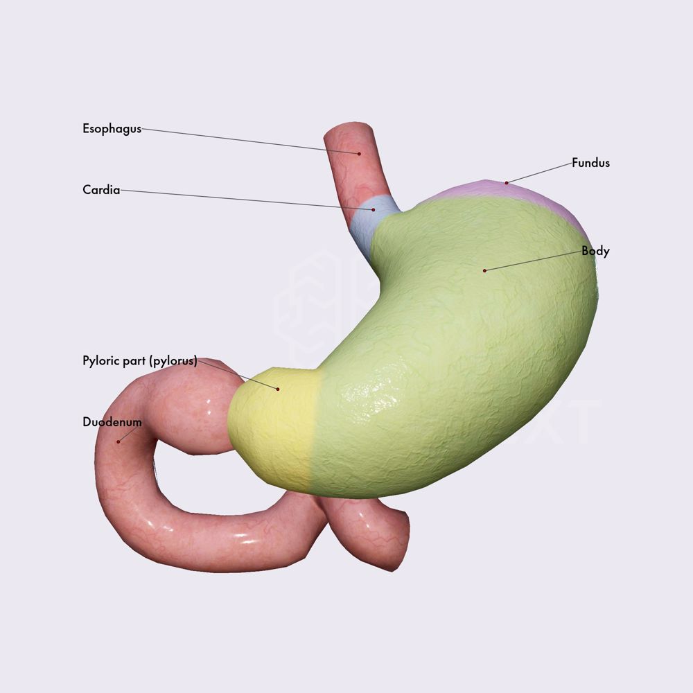 Stomach parts and sphincters