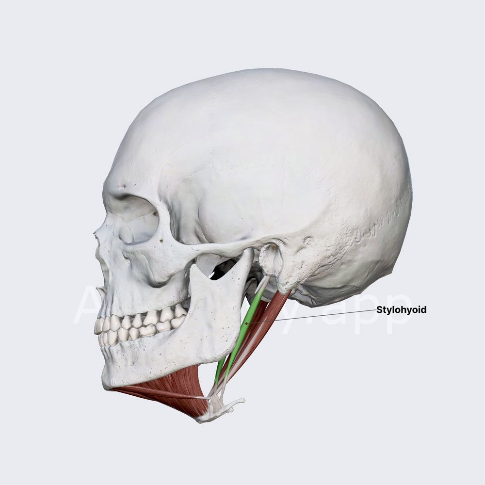 Stylohyoid