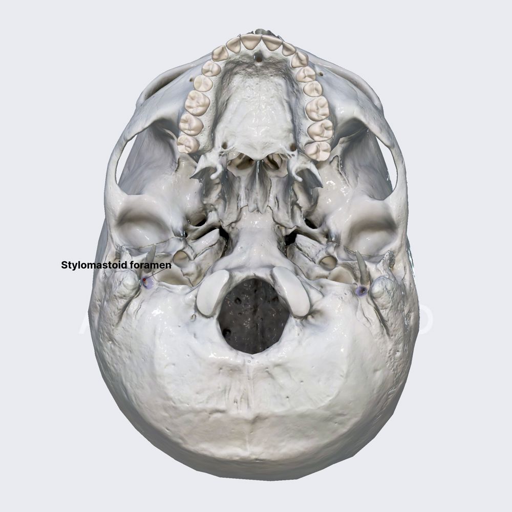 Stylomastoid foramen