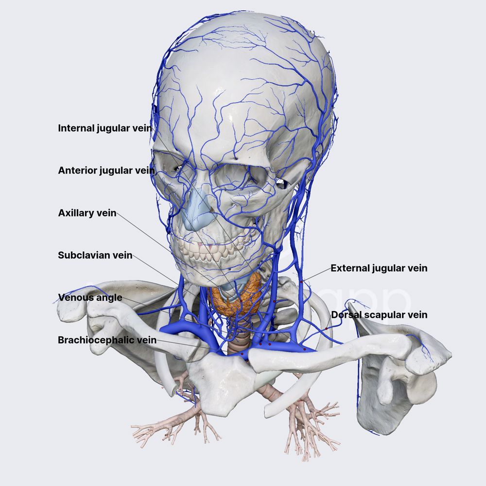 Subclavian vein