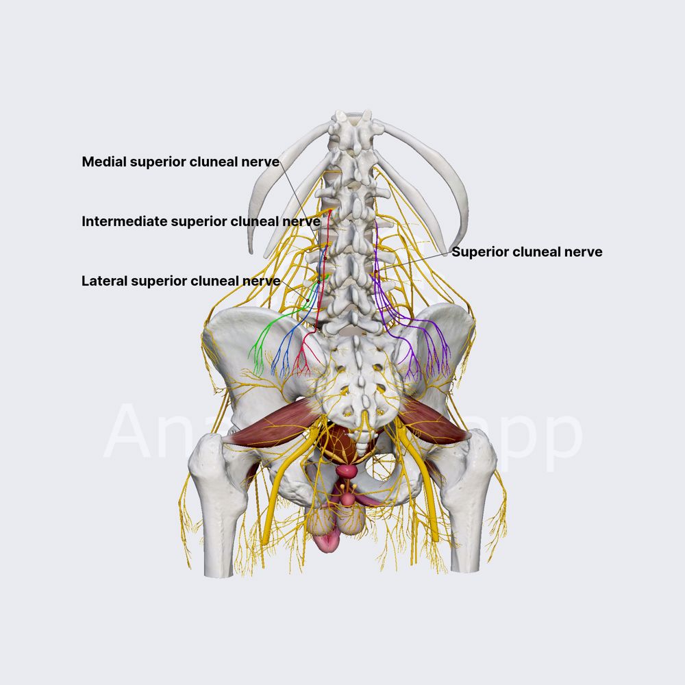 Superior cluneal nerves (superior gluteal cutaneous nerves)