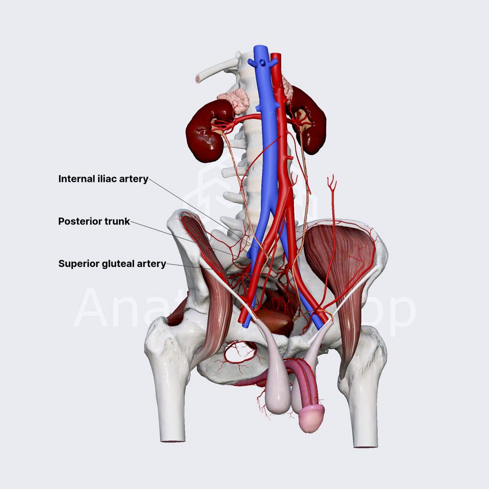 Superior gluteal artery