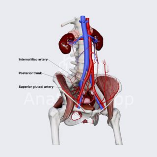 Superior gluteal artery (female pelvis) image