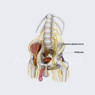 Superior gluteal nerve (male pelvis) image