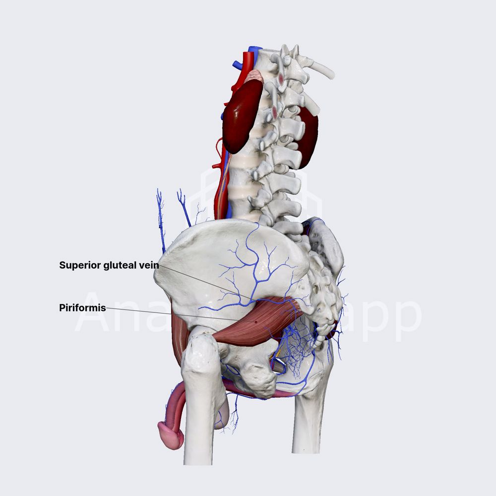 Superior gluteal veins