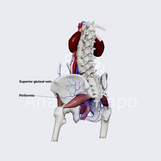 Superior gluteal veins (female pelvis) image