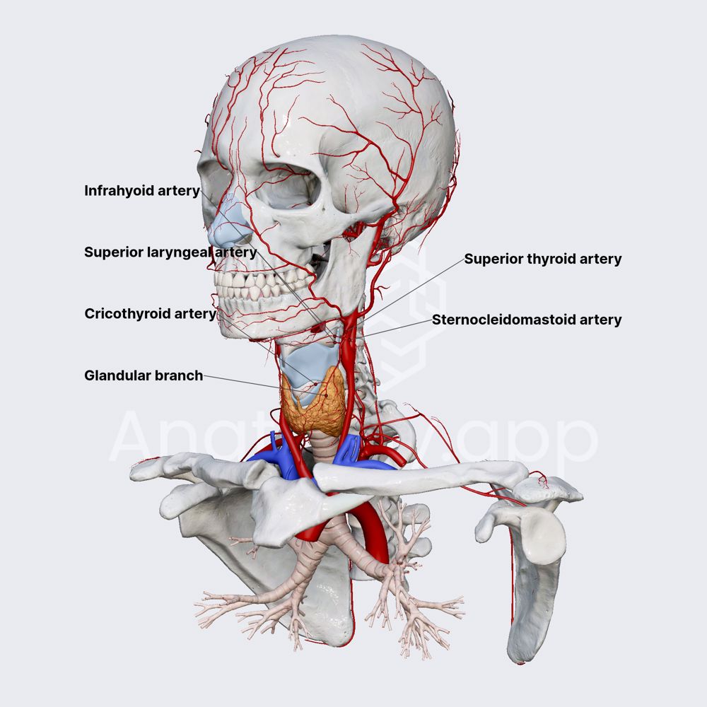 Superior thyroid artery