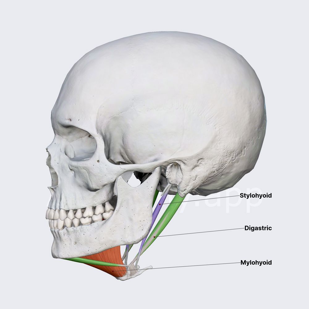 Suprahyoid neck muscles