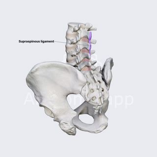 Supraspinous ligament image