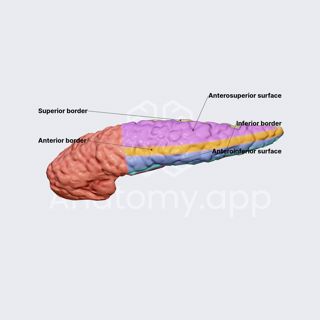 Surfaces and borders of pancreas image