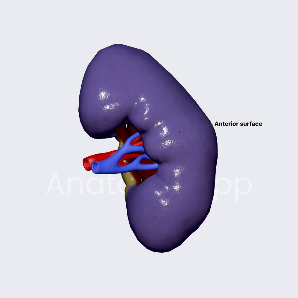 Surfaces of kidneys