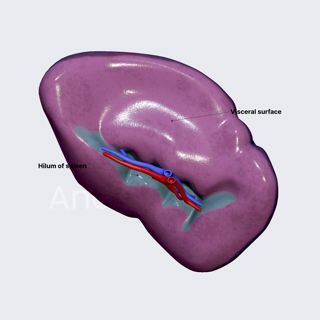 Surfaces of spleen image