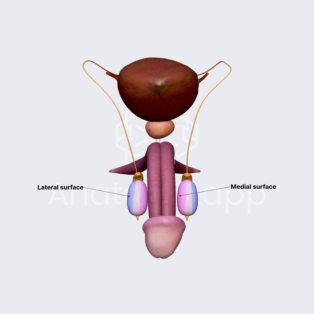 Surfaces of testicles