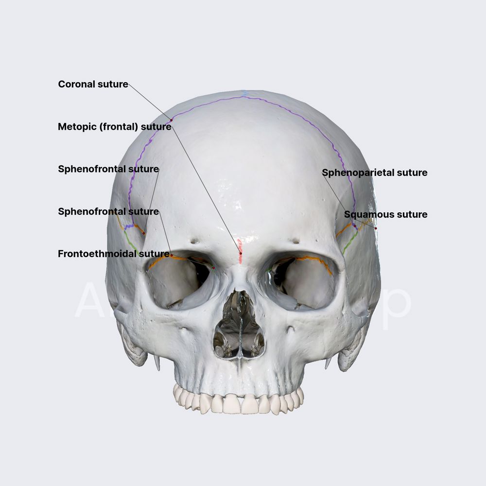 Sutures of neurocranium