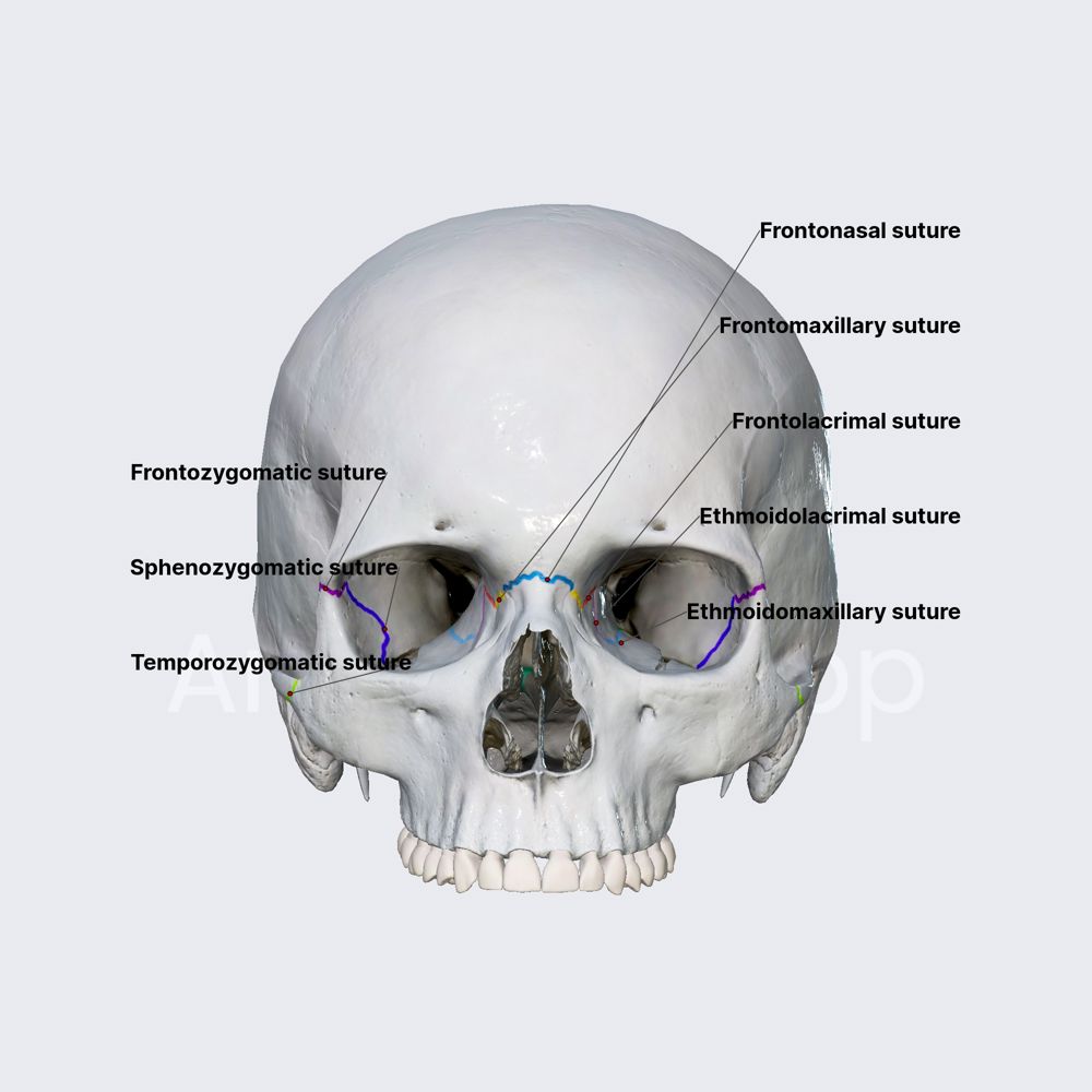 Sutures between neurocranium and viscerocranium