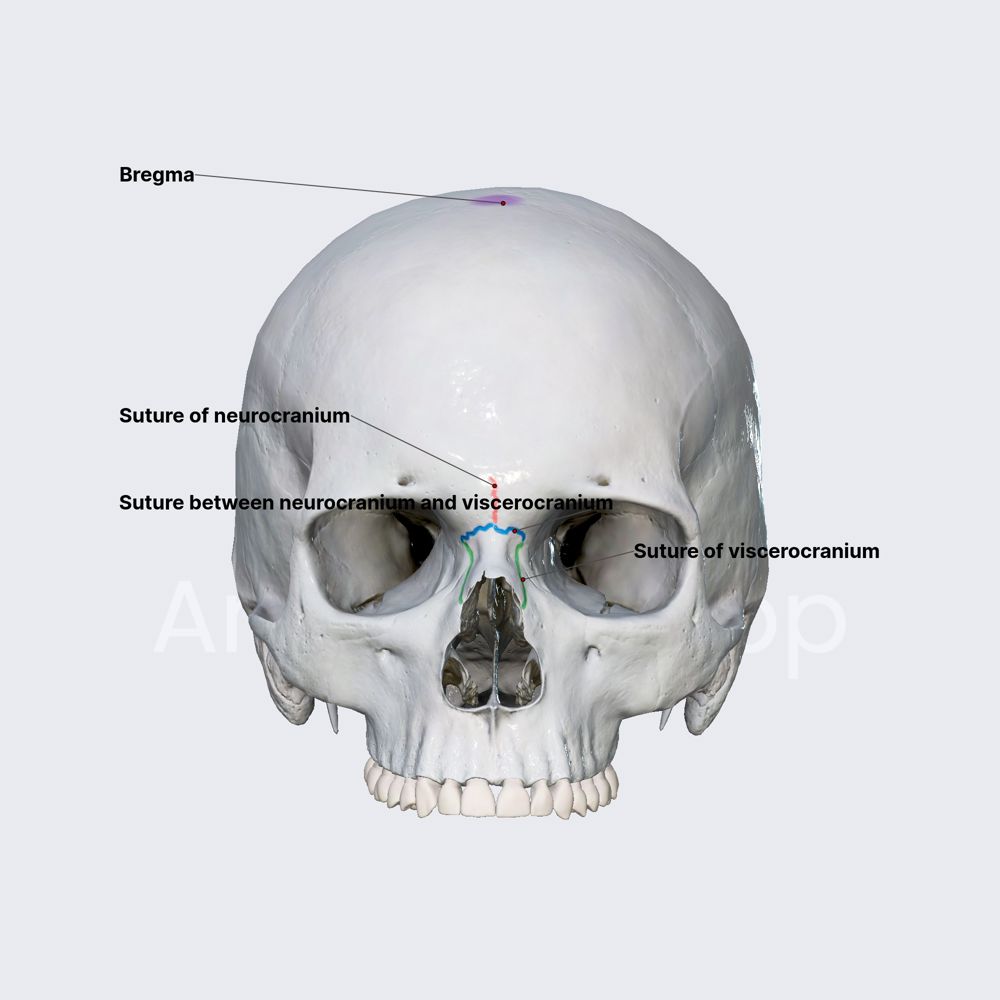 Sutures of skull (overview)