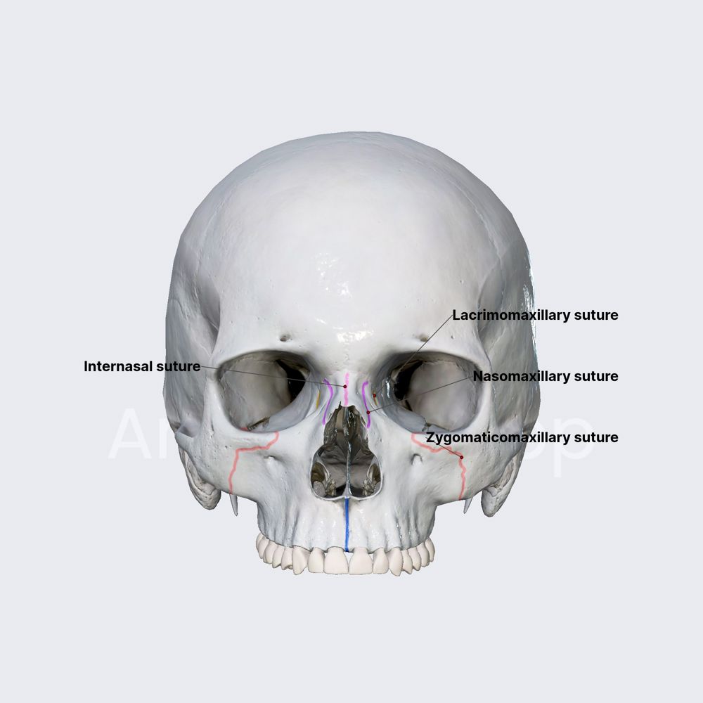 Sutures of viscerocranium