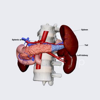 Tail of pancreas image
