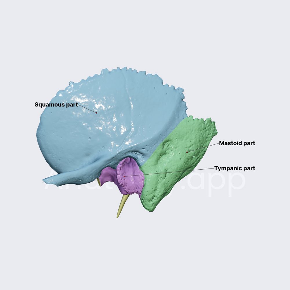 Temporal bone