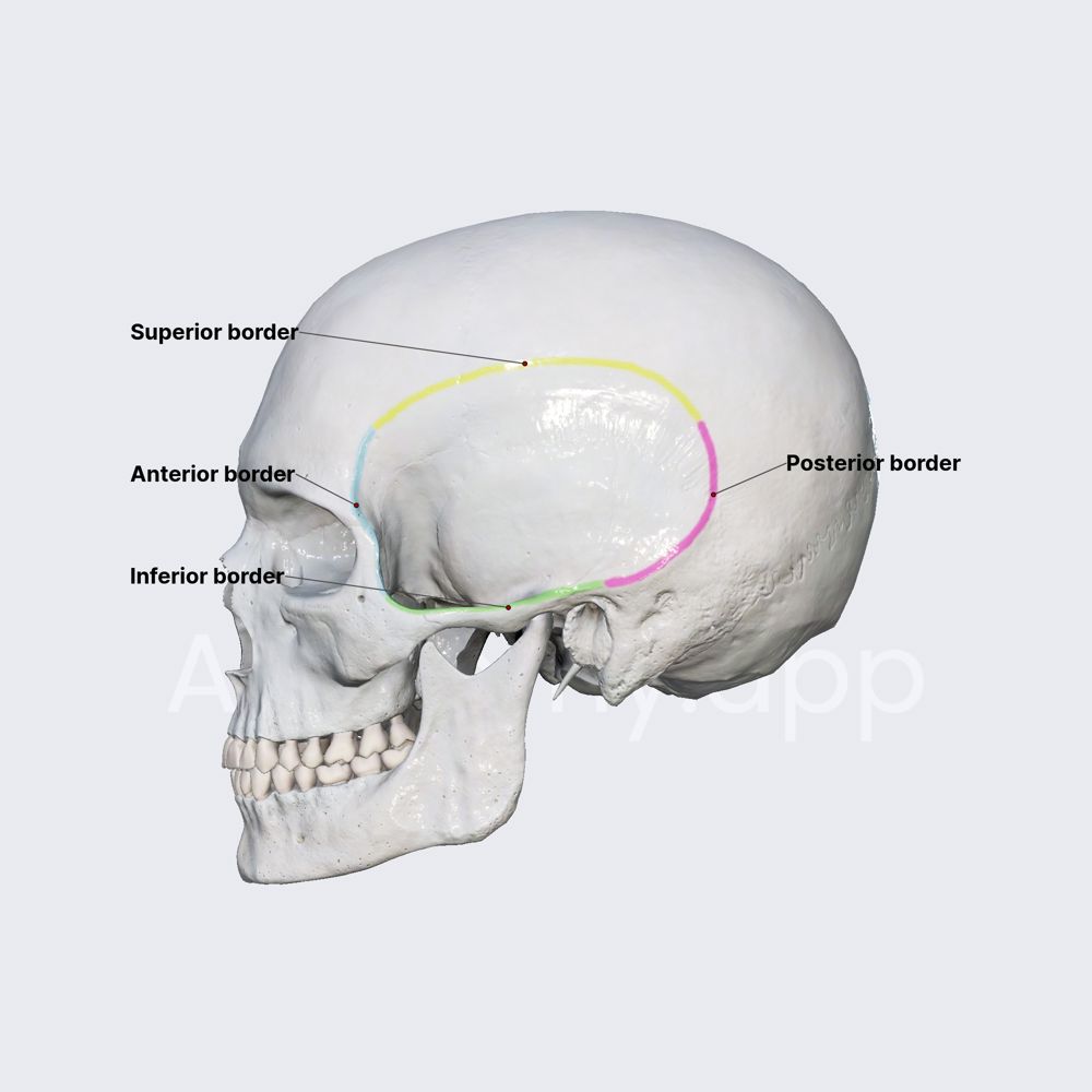 Temporal fossa (borders)