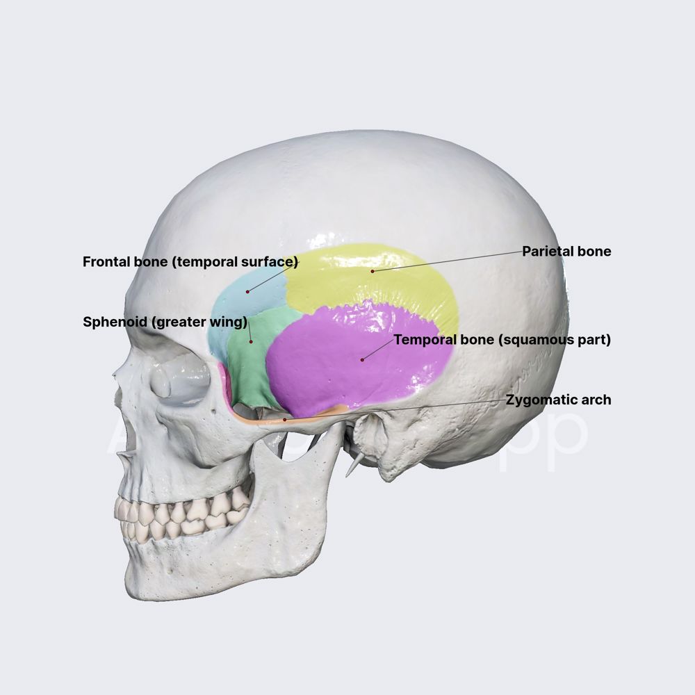 Temporal fossa (walls)