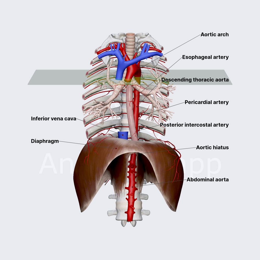 Thoracic aorta (descending thoracic aorta)