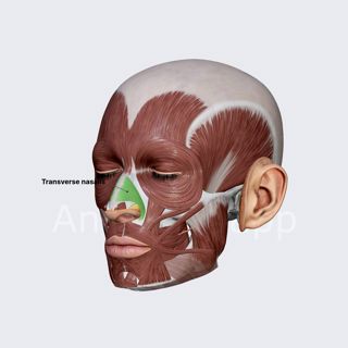 Transverse nasalis image
