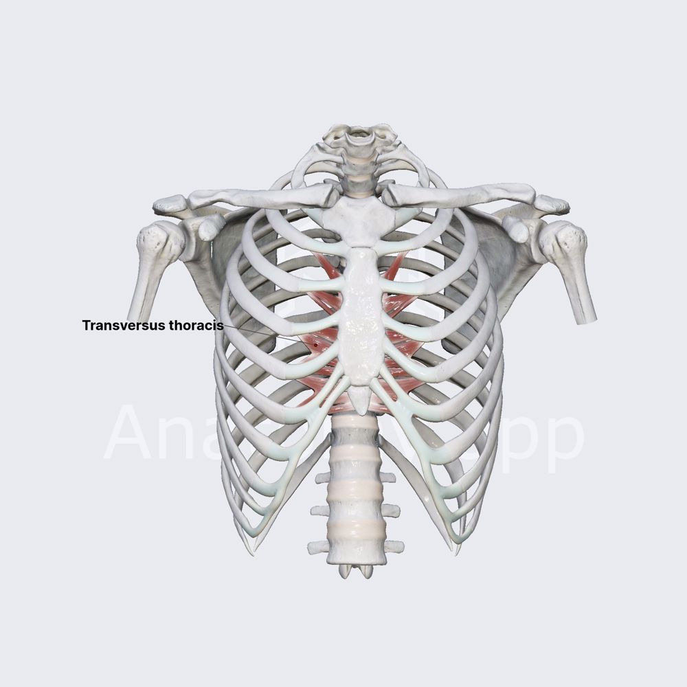 Transversus thoracis
