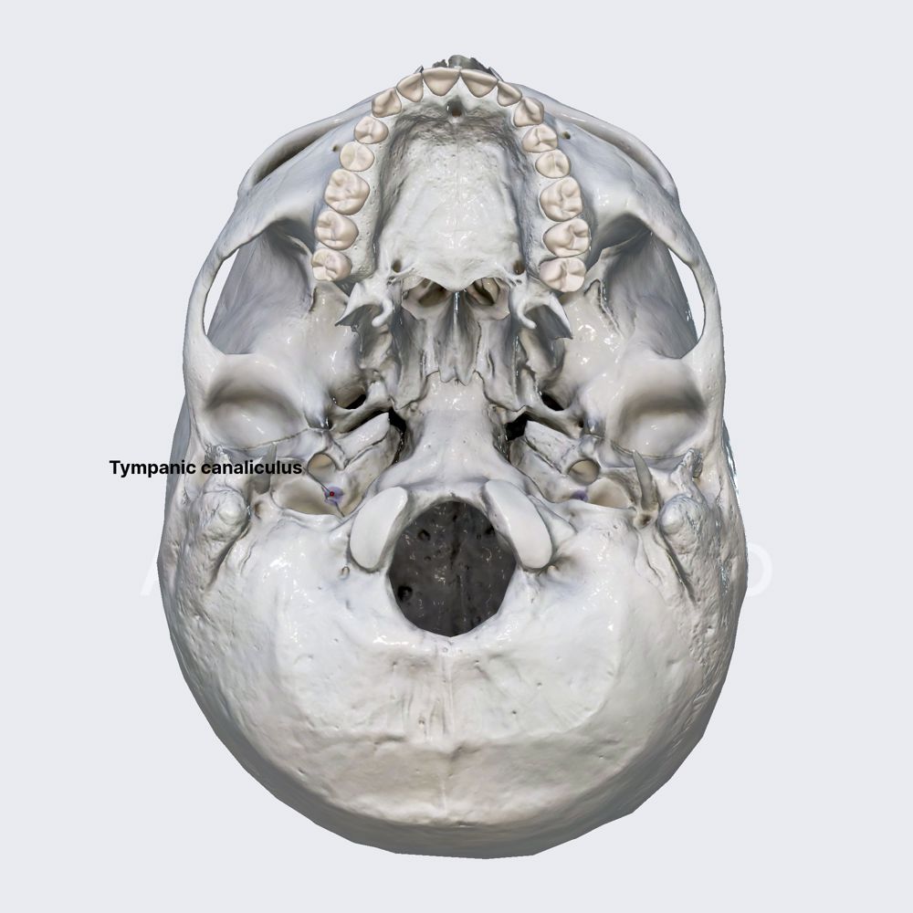 Tympanic canaliculus (Jacobson's canaliculus)