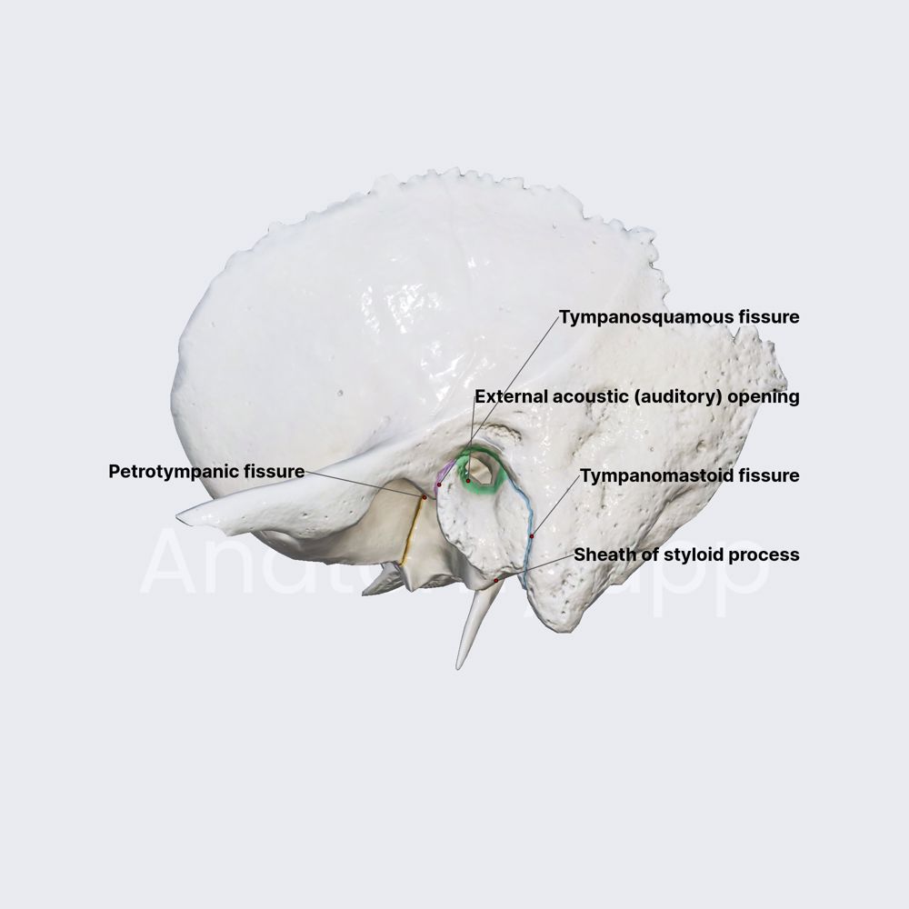 Tympanic part of temporal bone