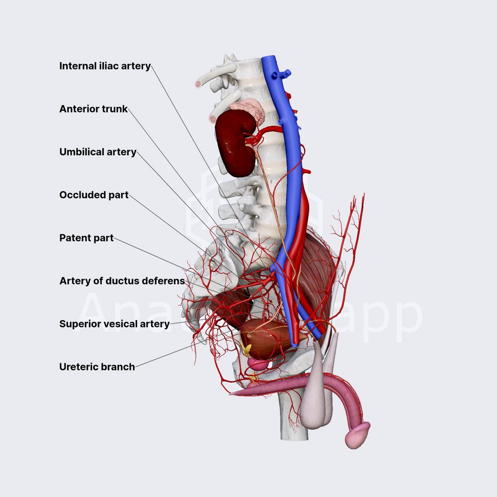 Umbilical artery