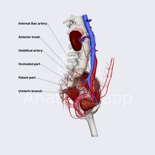Umbilical artery (female pelvis) image