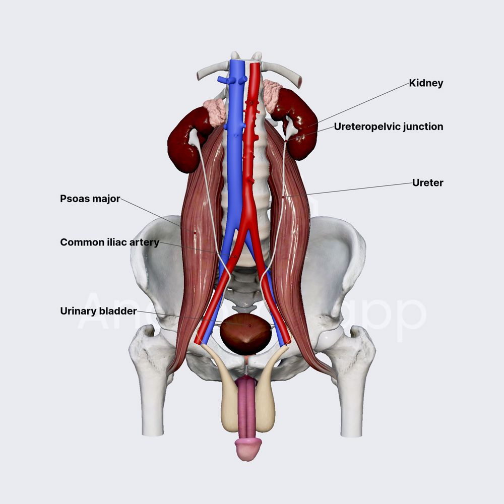 Ureters