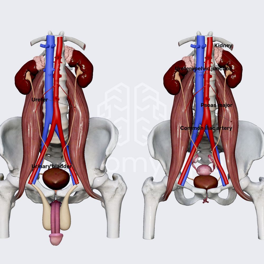 Ureters