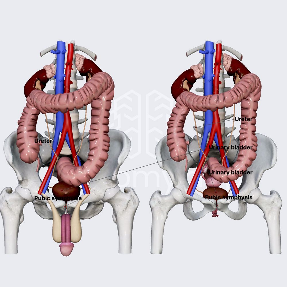 Urinary bladder