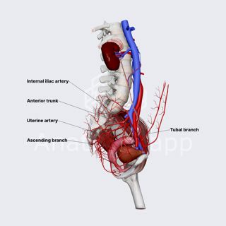 Uterine artery (female pelvis) image