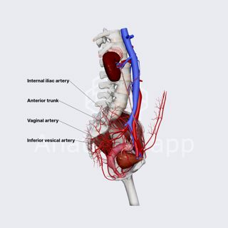 Vaginal artery image