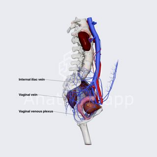Vaginal veins (female pelvis) image