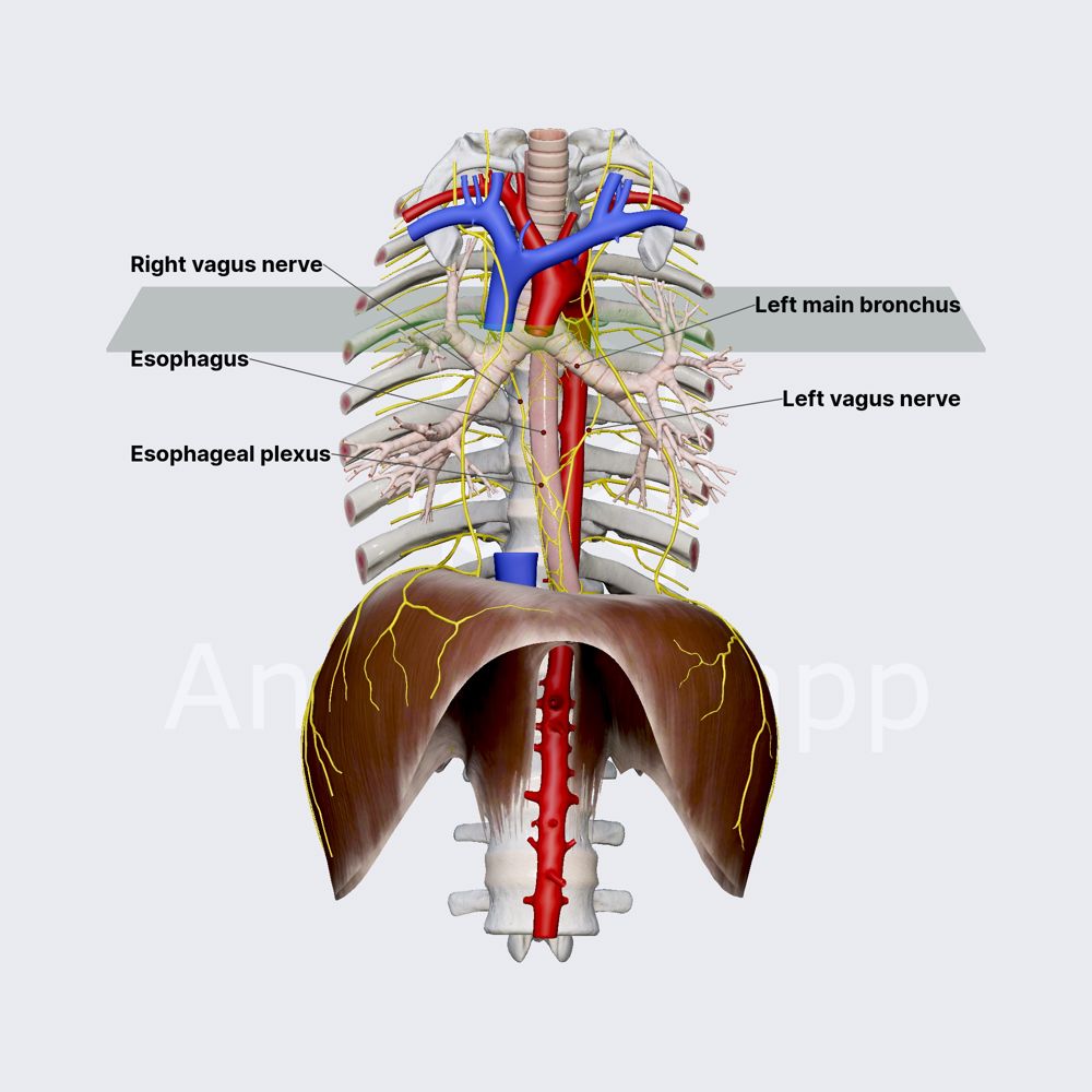 Vagus nerve in posterior mediastinum