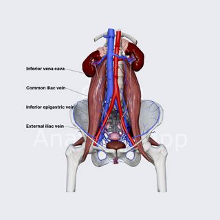 Veins of female pelvis (overview) image