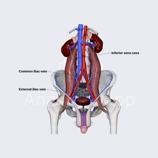 Veins of pelvis image