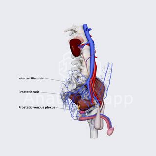 Veins of prostate image