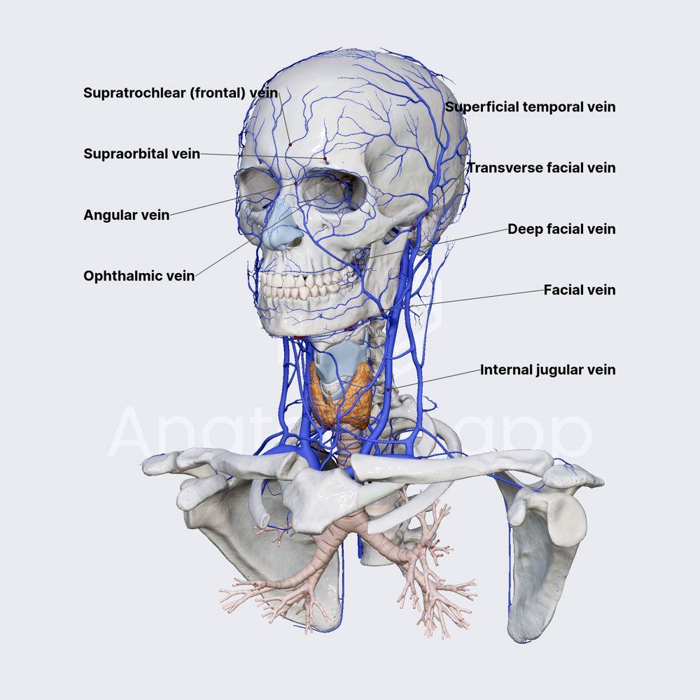 Venous drainage of face