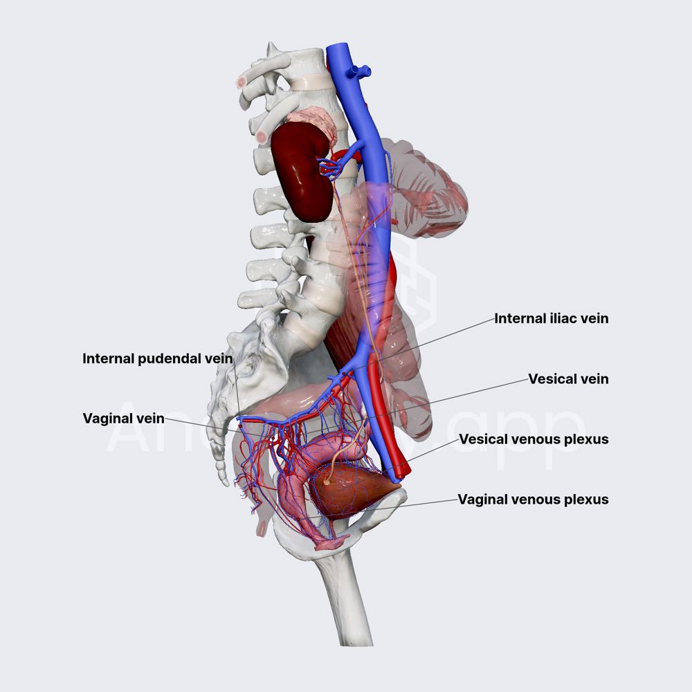 Venous drainage of female urethra