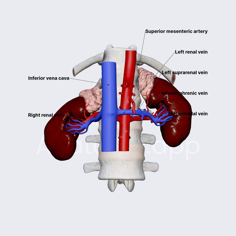 Venous drainage of kidneys