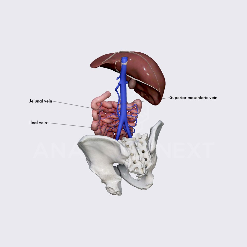 Venous drainage of small intestine (jejunum and ileum)