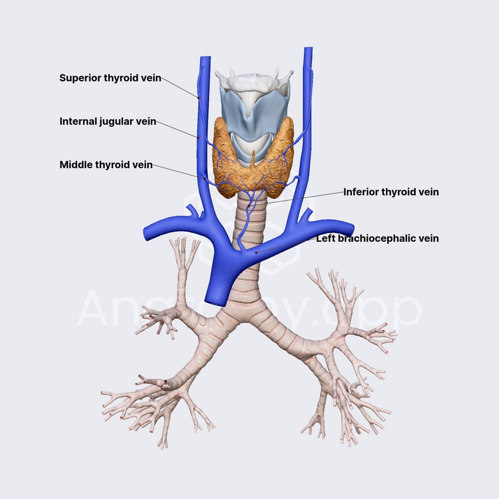 Venous drainage of thyroid gland