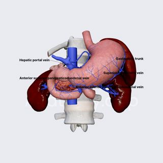 Venous drainage of pancreas image