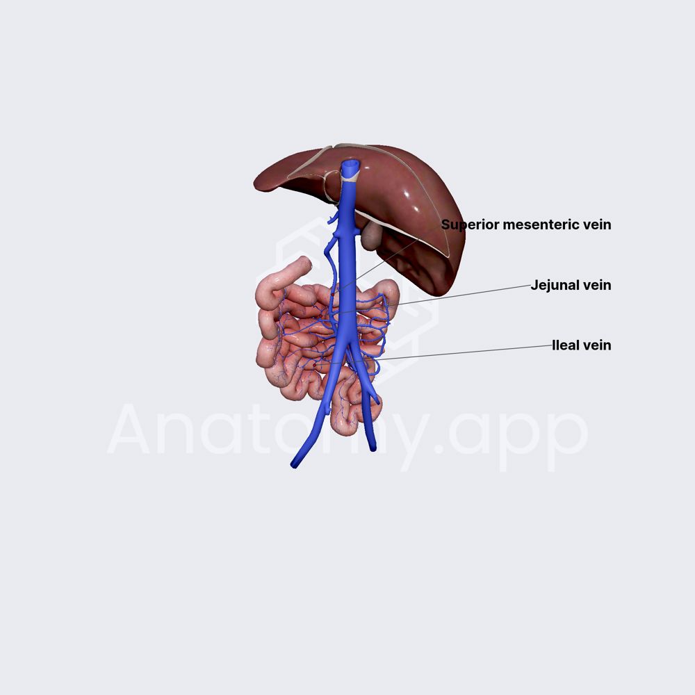 Venous drainage of small intestine (jejunum and ileum)